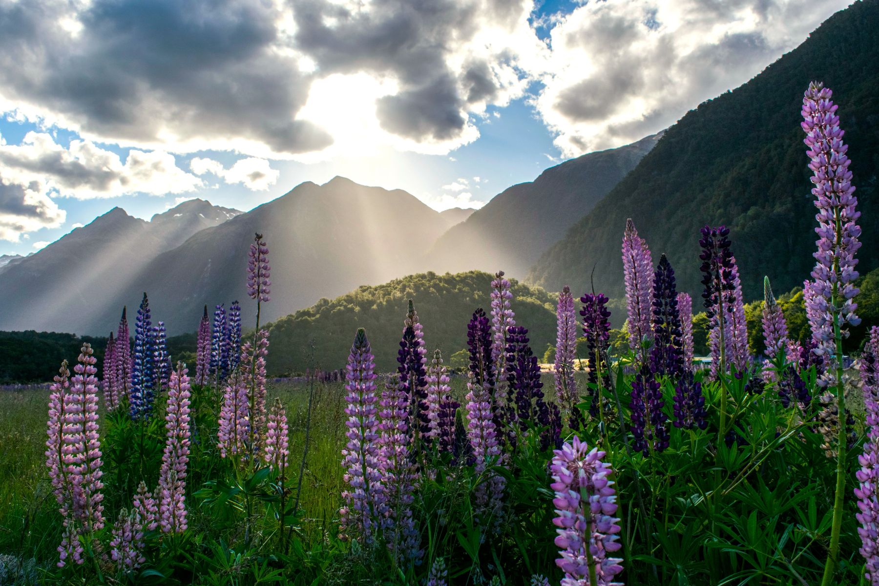 Lupins in the sun at Milford Sound, New Zealand