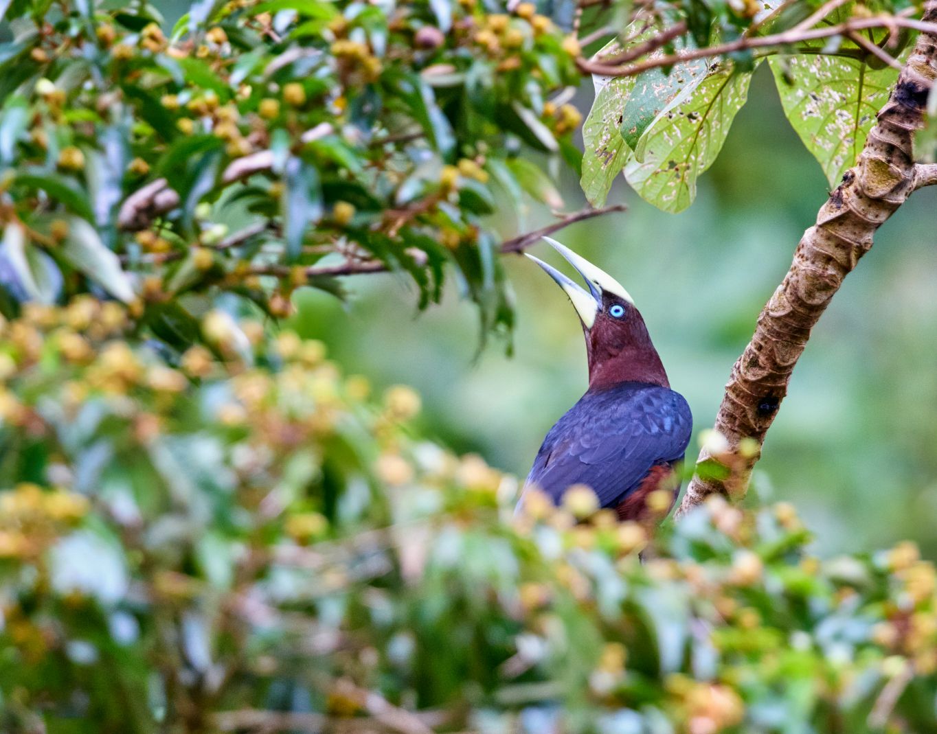 Bird in rainforest