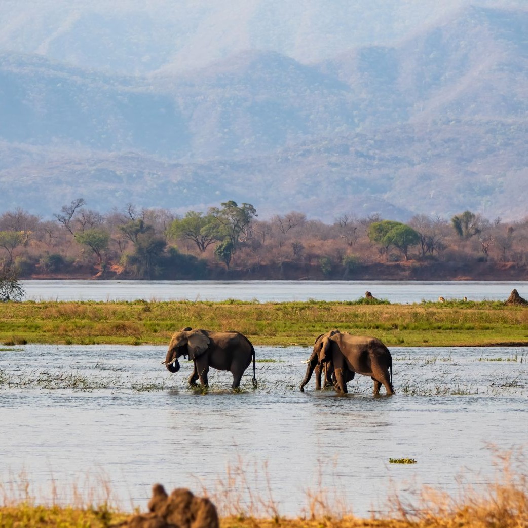 Elephants in the Zambezi River, Zimbabwe