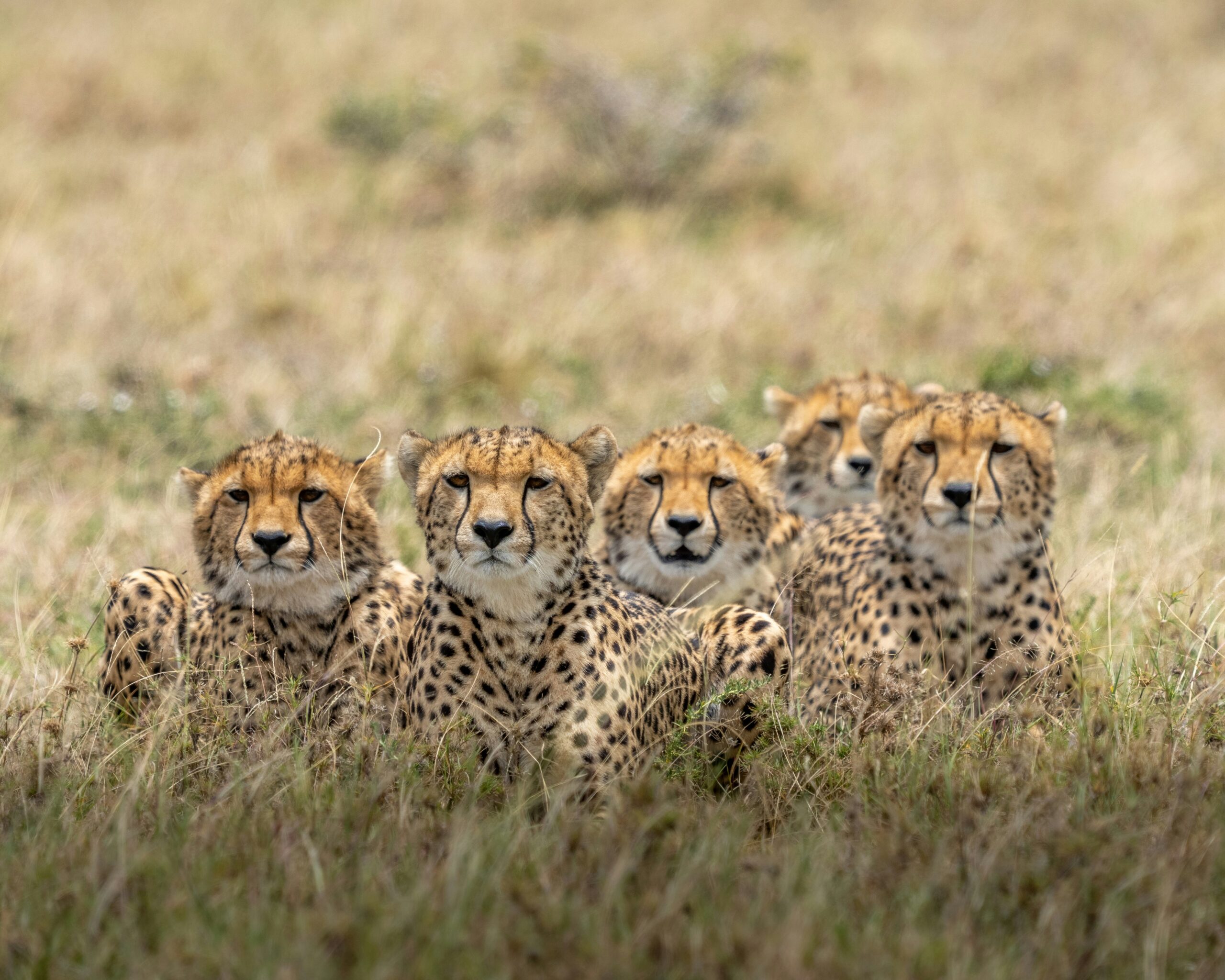 Cheetah family sitting in the grass in Kenya