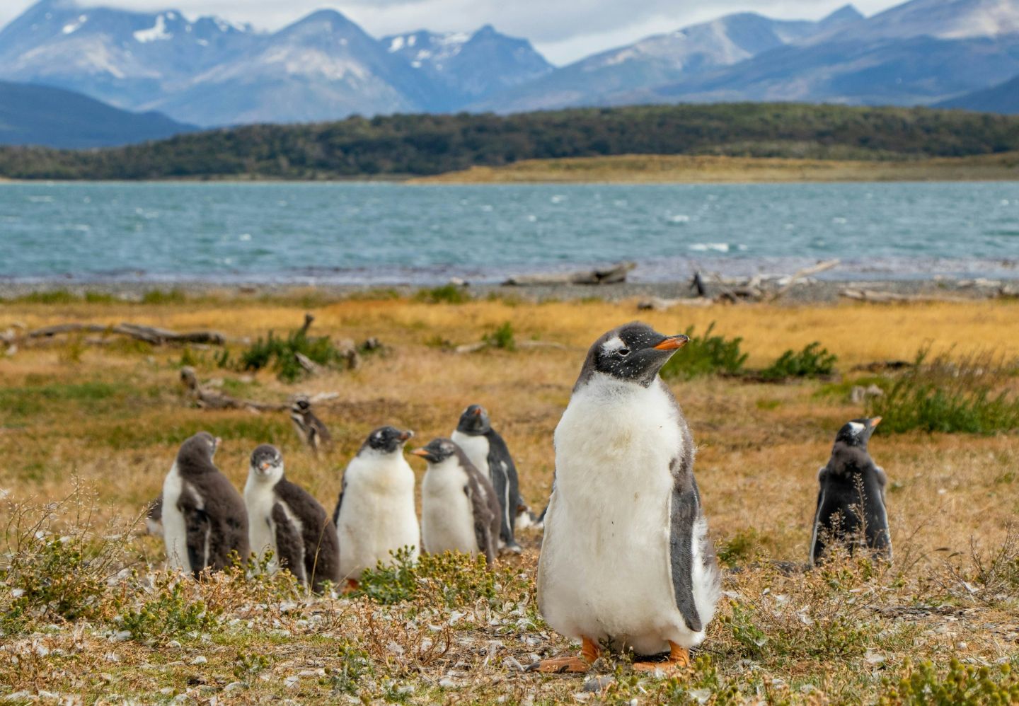 Penguins in Patagonia, Argentina