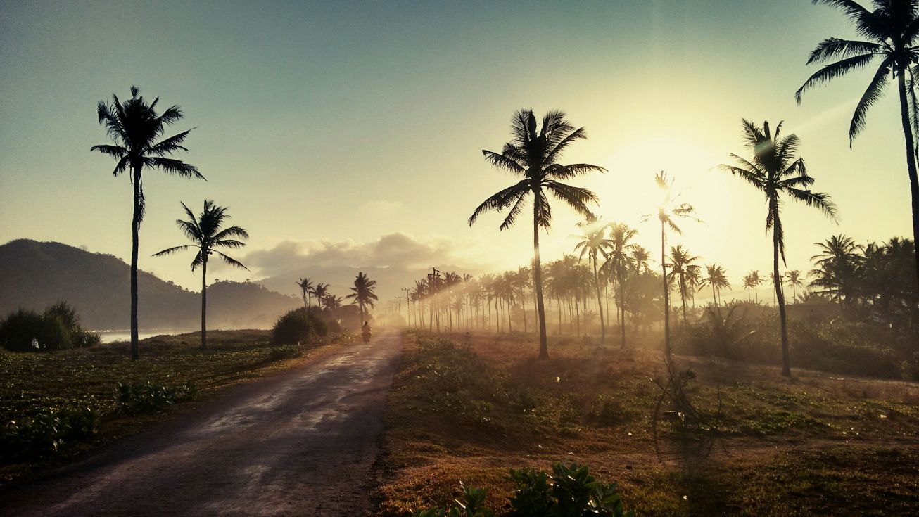 Palmenallee, Ost-Java, Indonesien