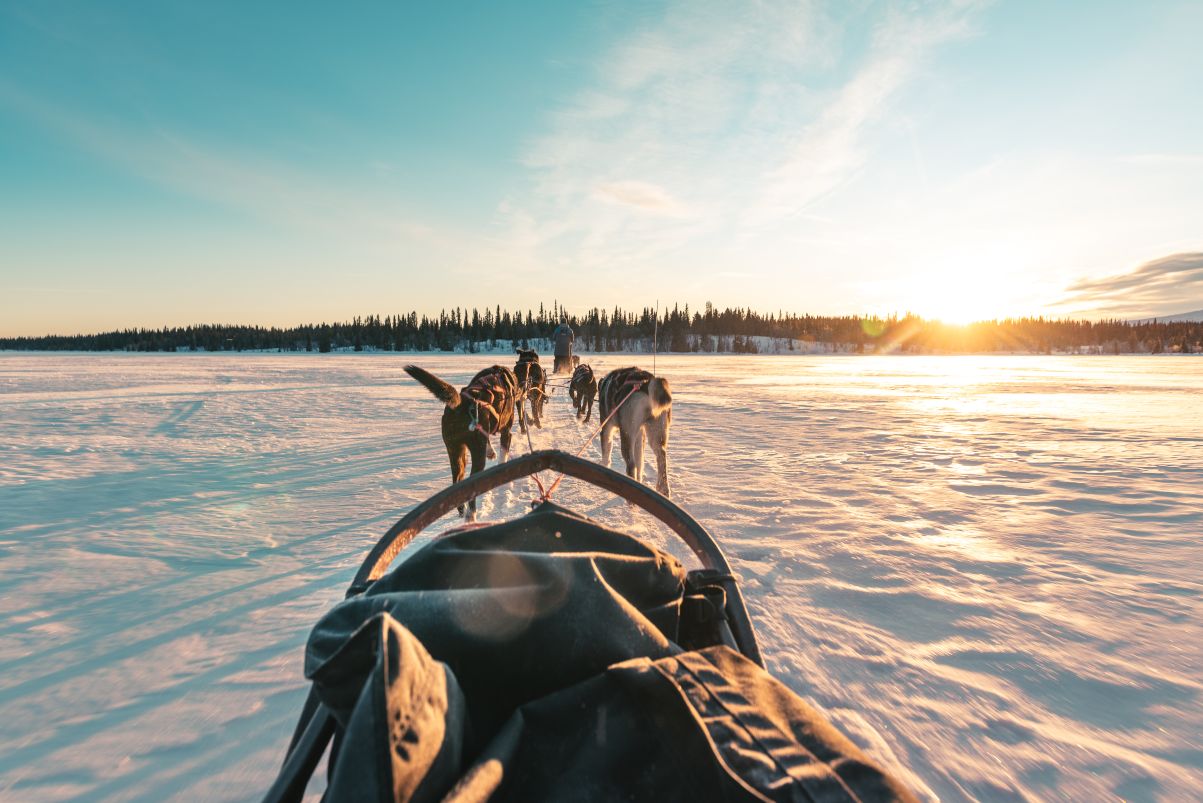Dog sledding at sunrise, Hemsedal, Norway
