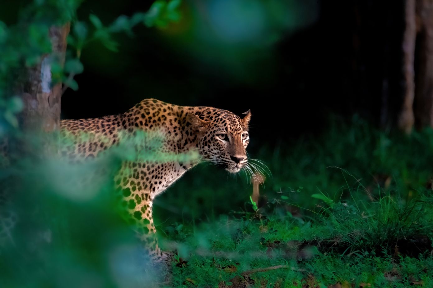 Leopard roaming the wilds of Sri Lanka