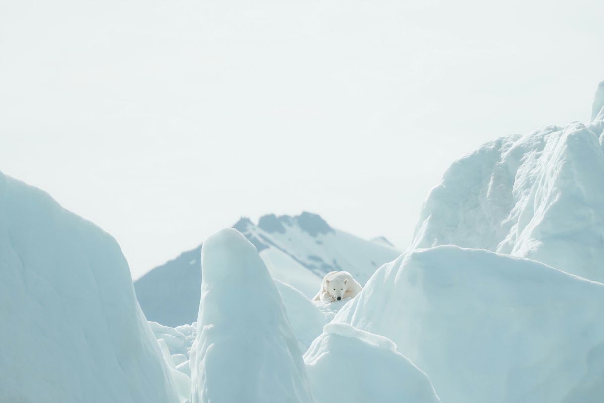 Polar bear on an iceberg