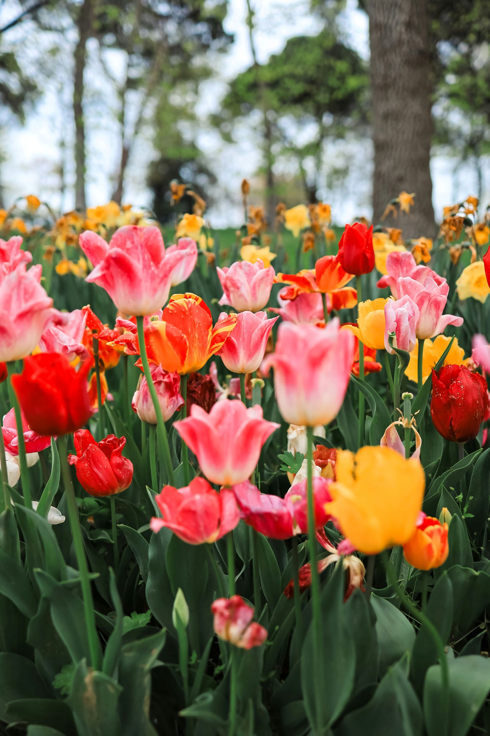 Best time to visit Turkey: witness bright tulips in Emirgan Park during the spring festival in Istanbul