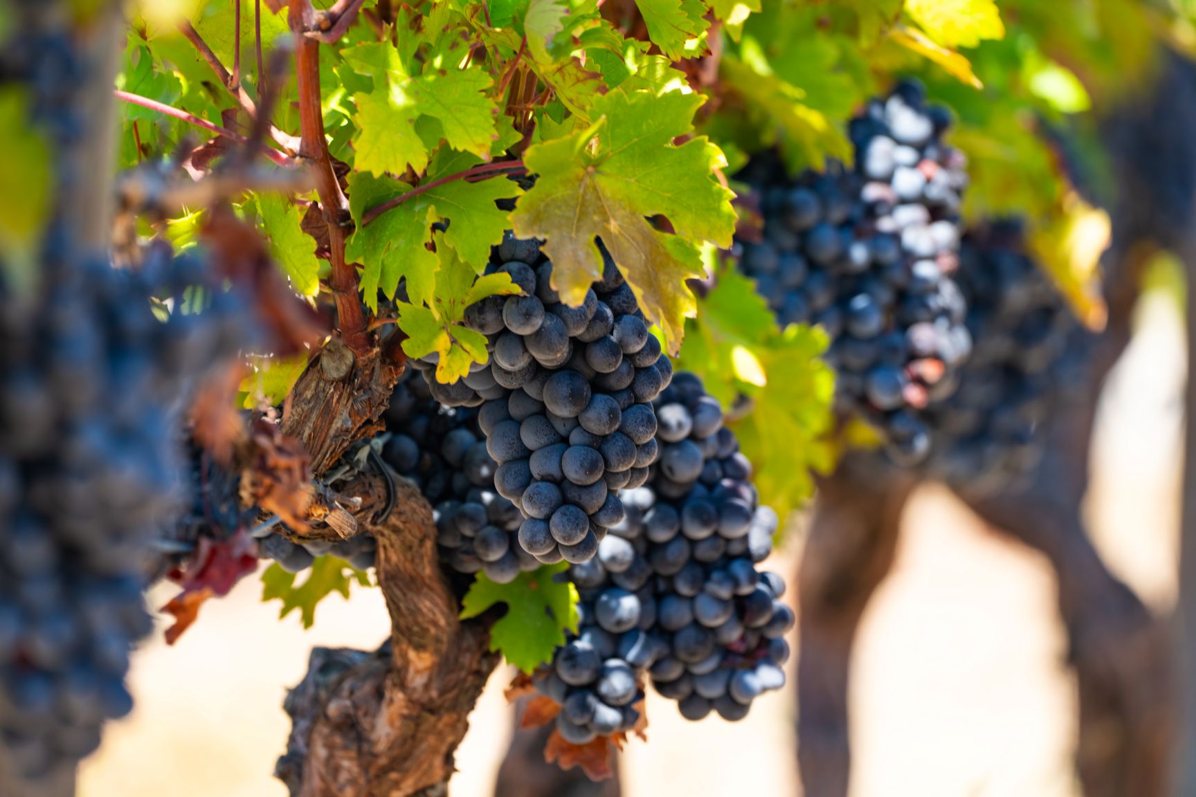 Grapes in Urla, Izmir