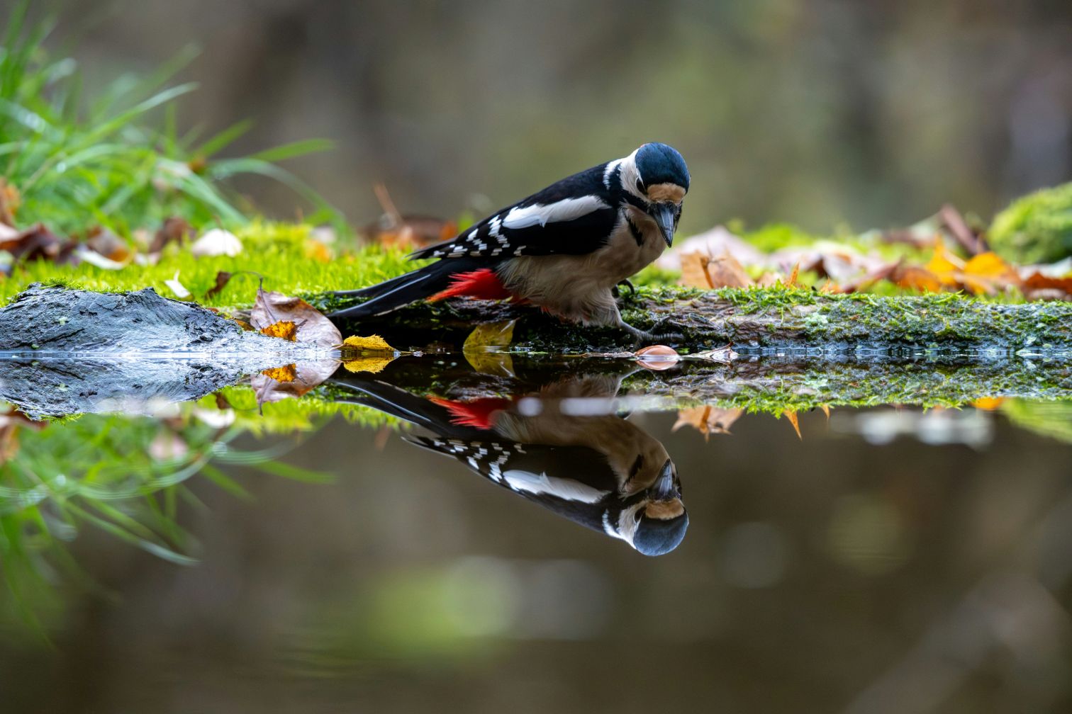 Things to do in Poland: spotting woodpeckers and more while birdwatching in Białowieża National Park