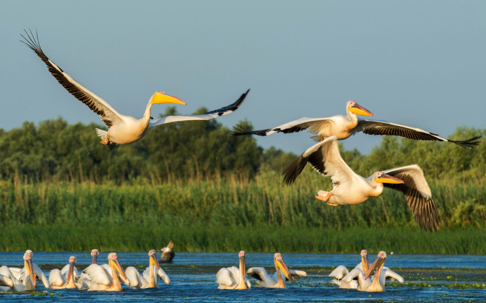 Things to do in Romania: spot pelicans and other birdlife in the Danube Delta