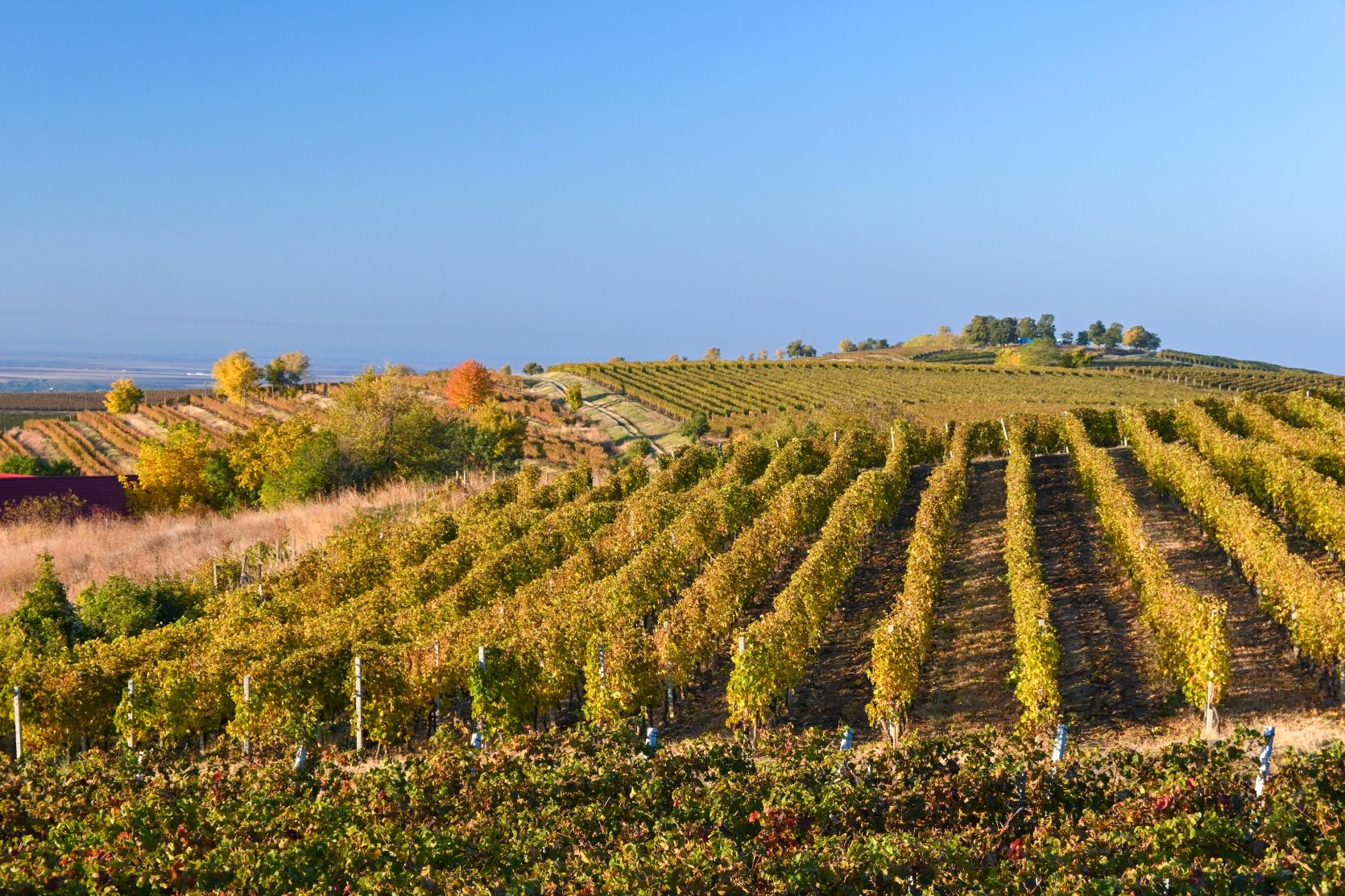Vibrant vineyard in the Prahova Valley