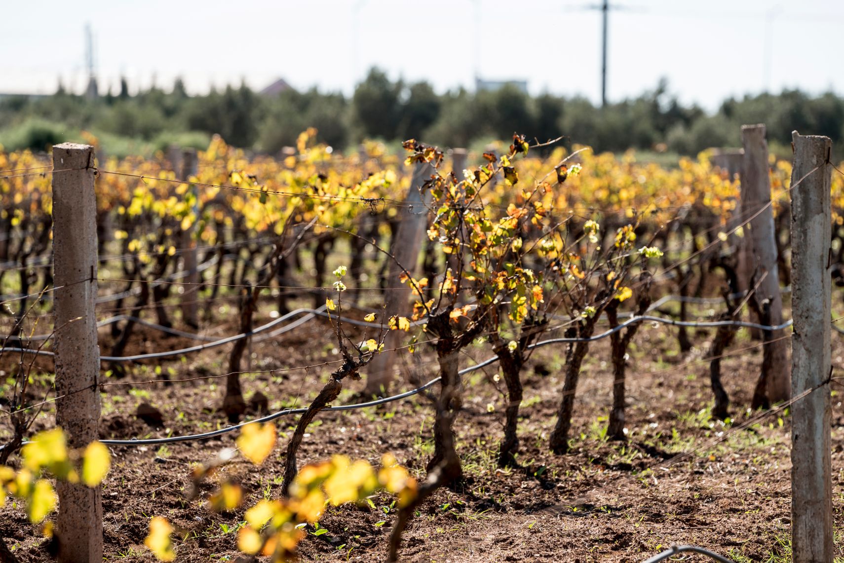 The best time to visit Morocco: autumn vineyard in the countryside