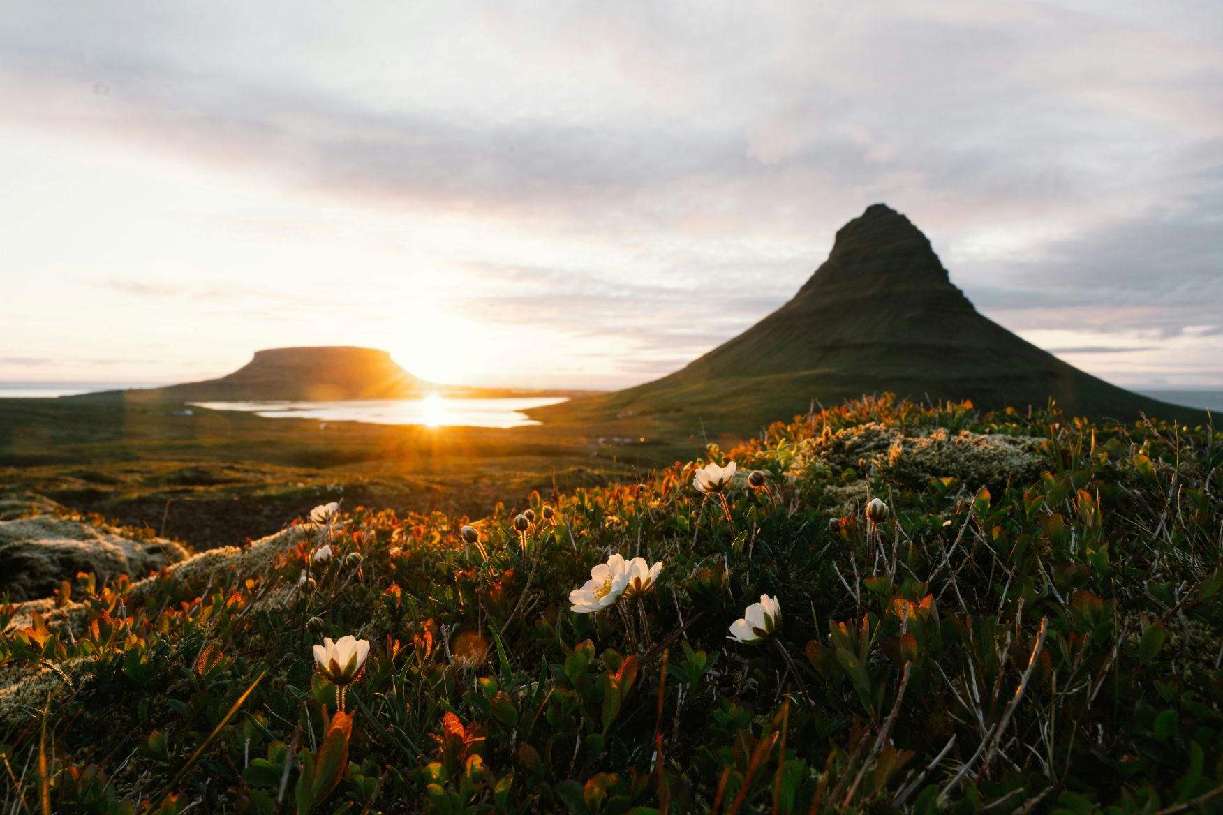 Flower-filled field and mountain backdrop against a setting sun in Iceland