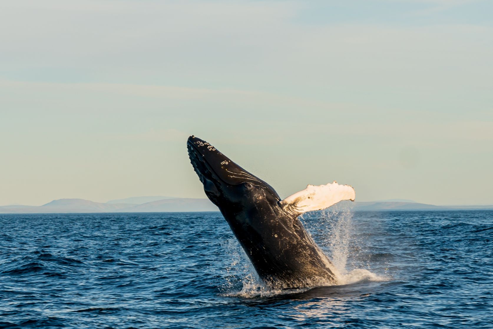 Travel to Iceland in summer: whale watching in Húsavík