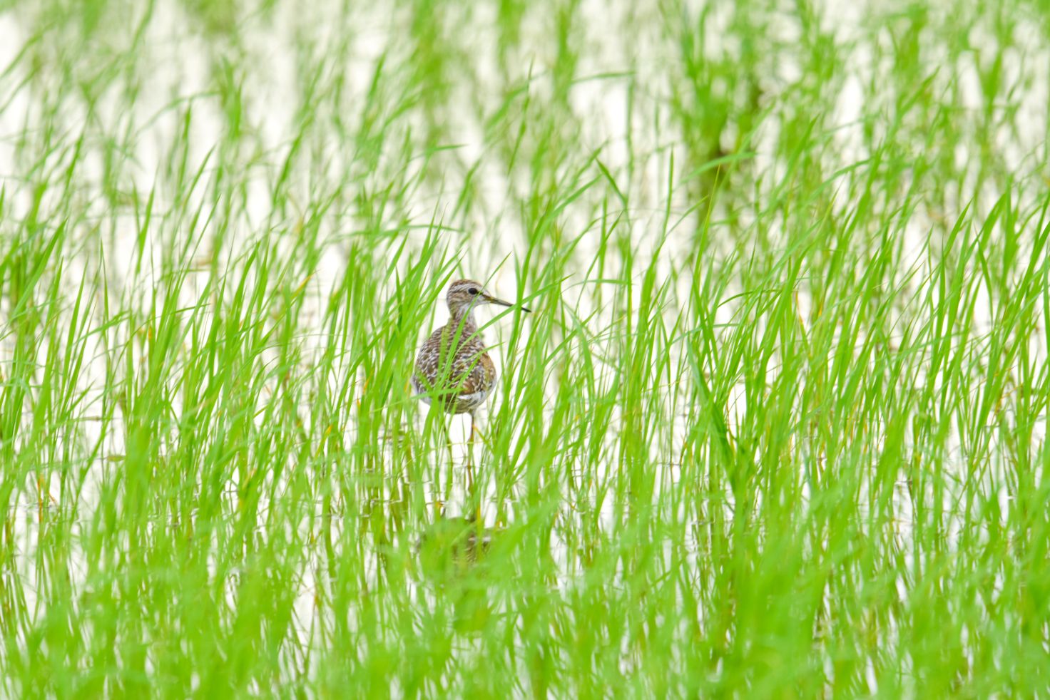Greater painted snipe in tall grass during rainy season