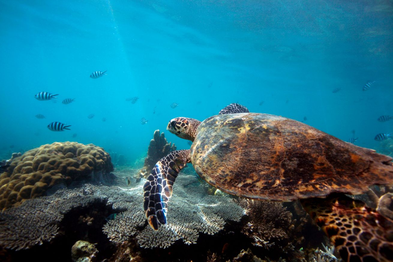 Underwater green sea turtle off Nosy Komba, Madagascar