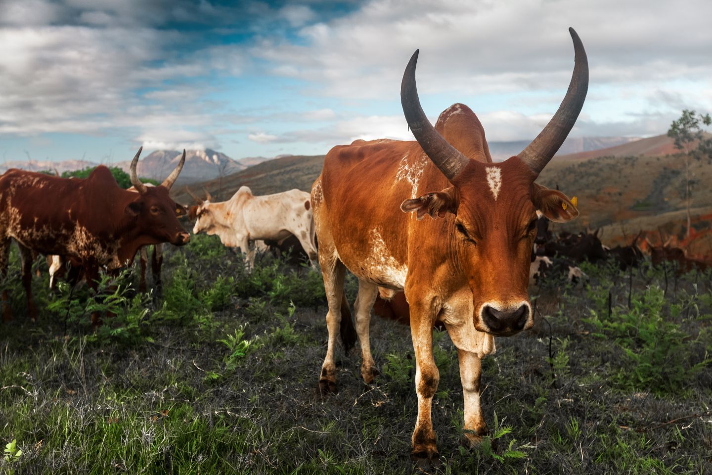 Zebu cattle in Madagascar
