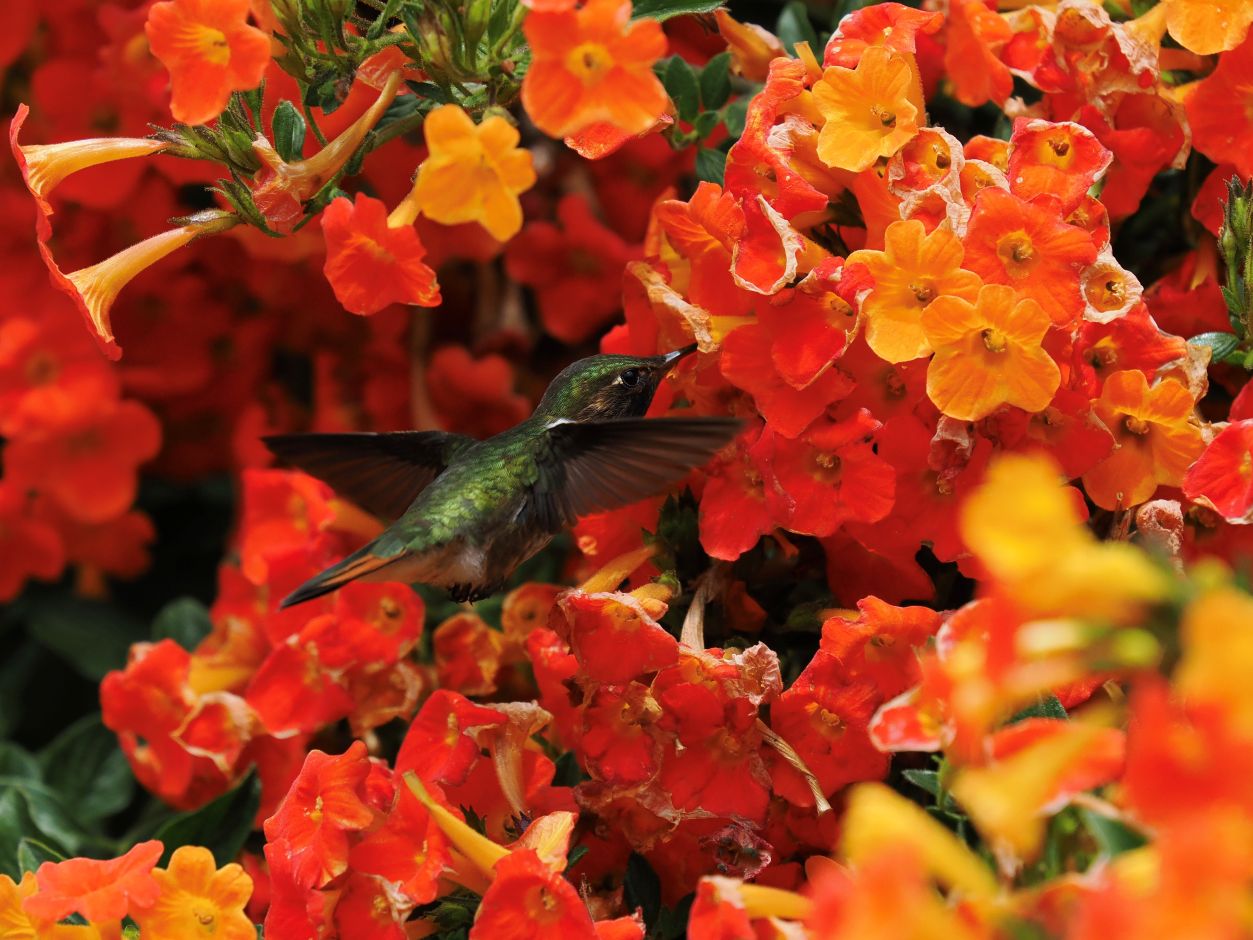 Photo by traveler Anne Lockwood in Costa Rica