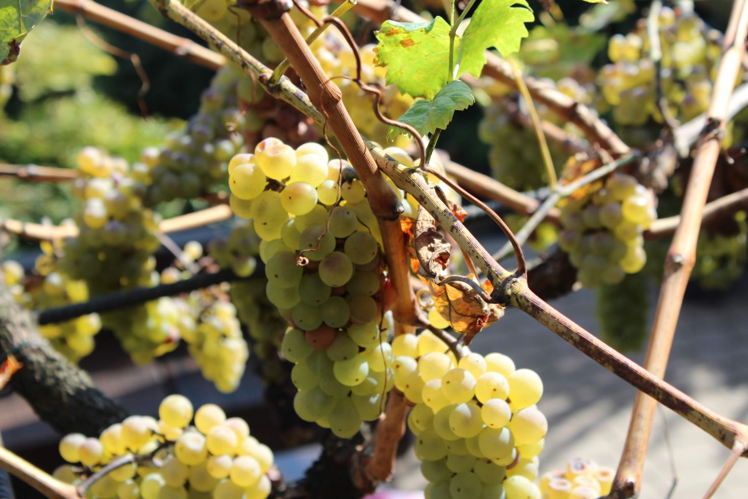 Things to do in Slovakia: visit vineyards in the Small Carpathian wine region