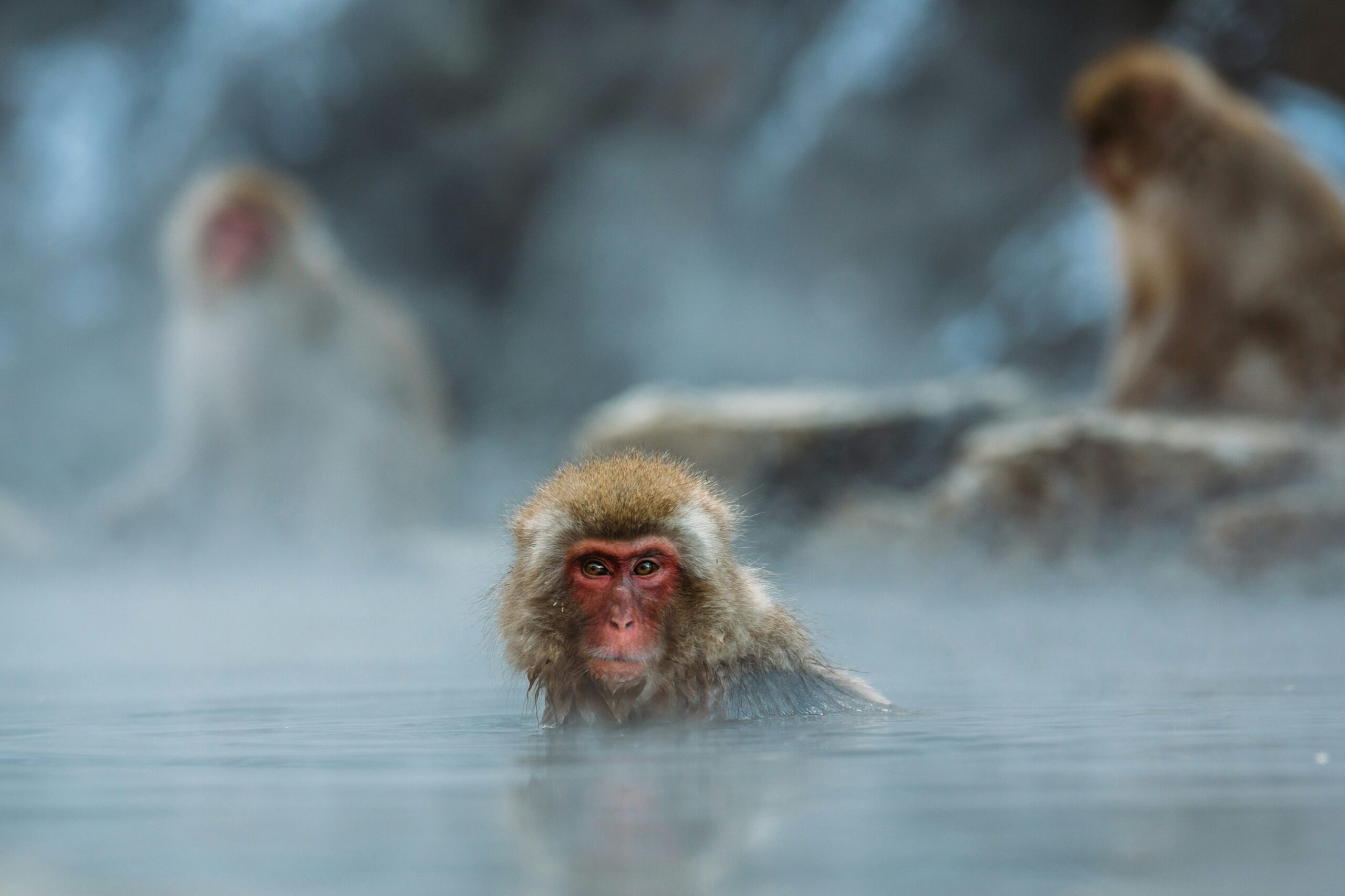 Monkeys bathing in Yamanouchi, Nagano, one of the best places for visiting Japan in December