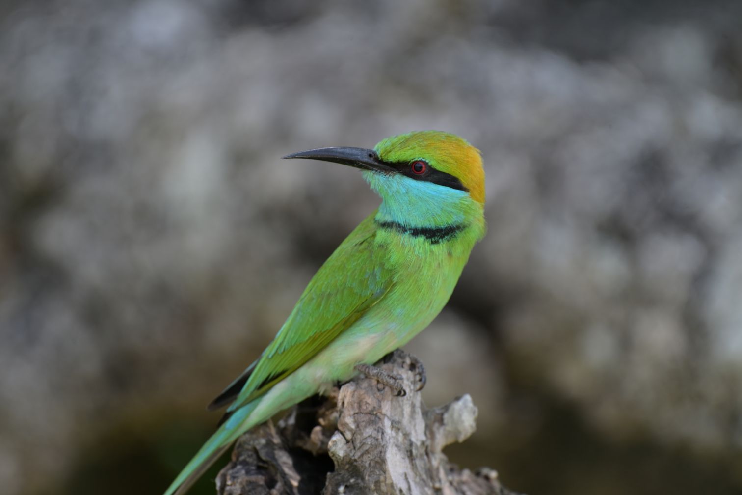 Close-up of an Asian green bee-eater bird in Kumana National Park, a great destination for a Sri Lanka safari