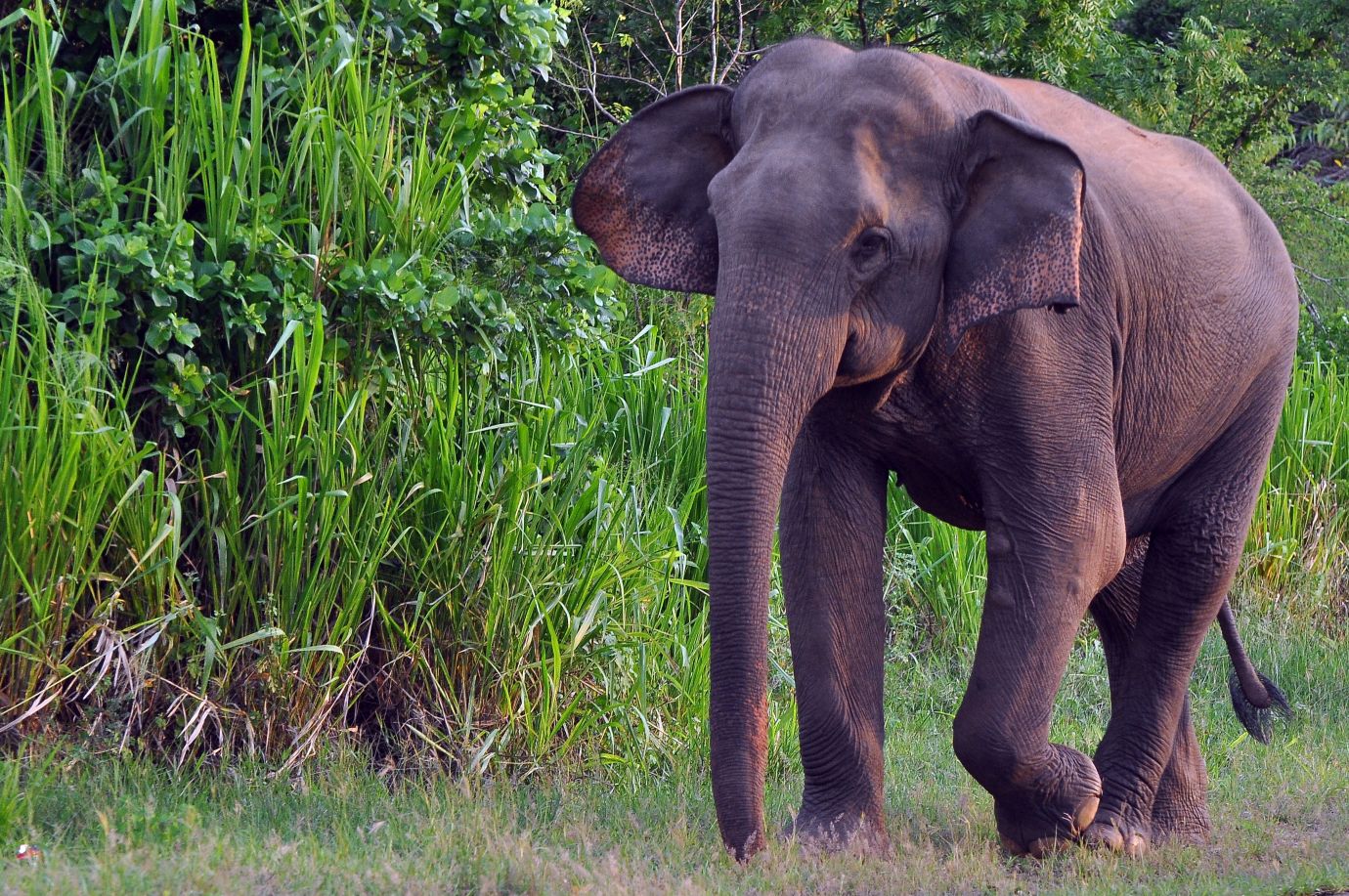 Elephant roaming the grounds of Lahugala Kitulana in Sri Lanka
