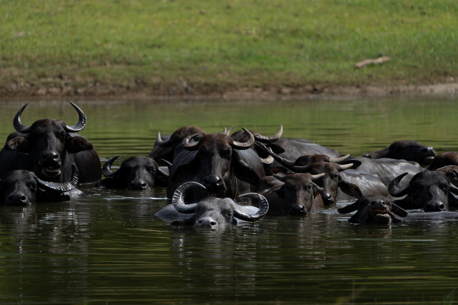 Where to go for a Sri Lanka safari: Asian water buffalo in Gal Oya National Park