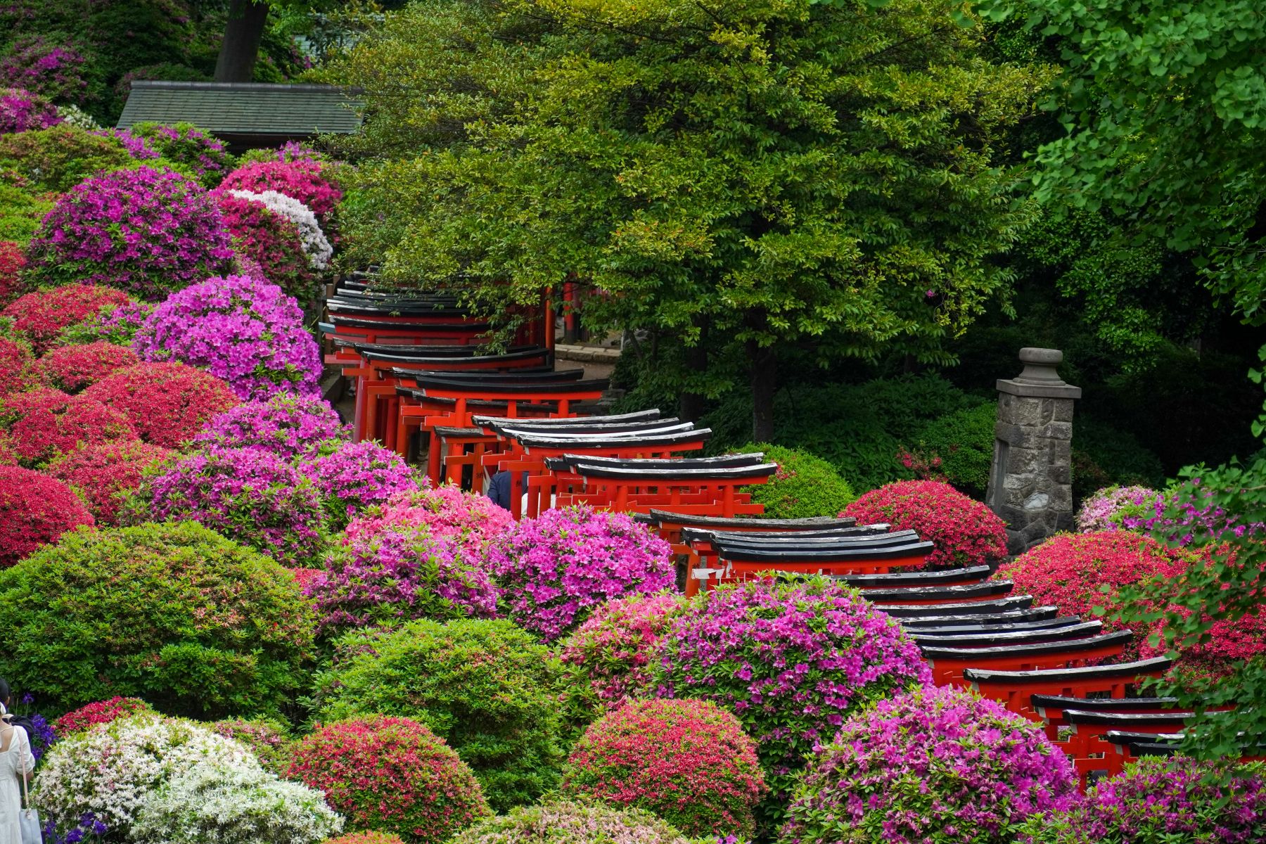 Find out the best time of year to go to Japan and visit the colorful Nezu Shrine Azalea Garden in Tokyo