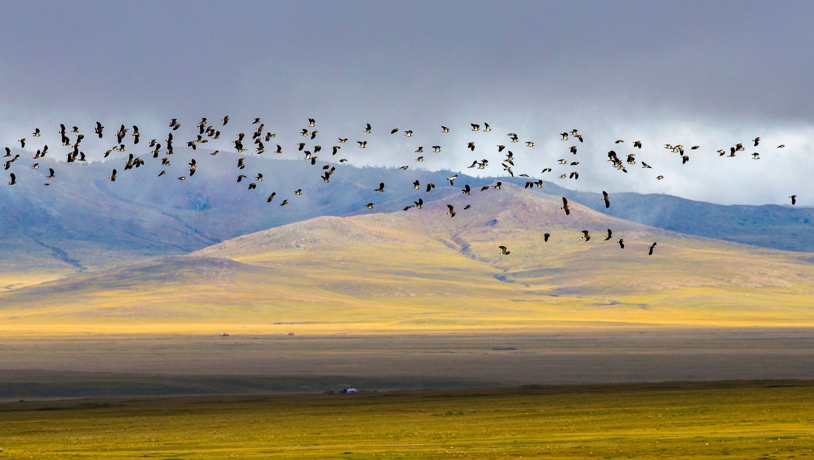 Birds flying across an open landscape with mountain backdrop in Khan Khentii, Mongolia