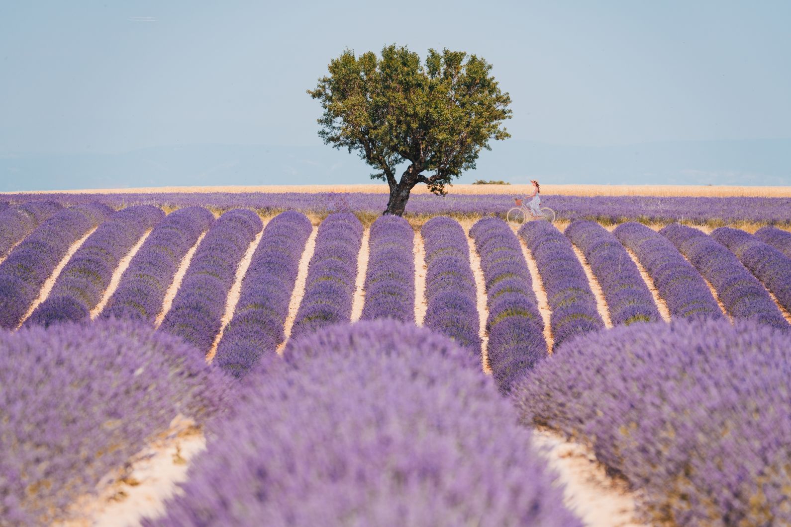 Cycling through lavender fields in Provence, home to some of the best Europe cycling trips
