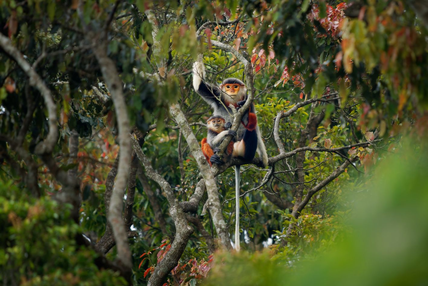 The wildlife of Cambodia: red-shanked douc langur