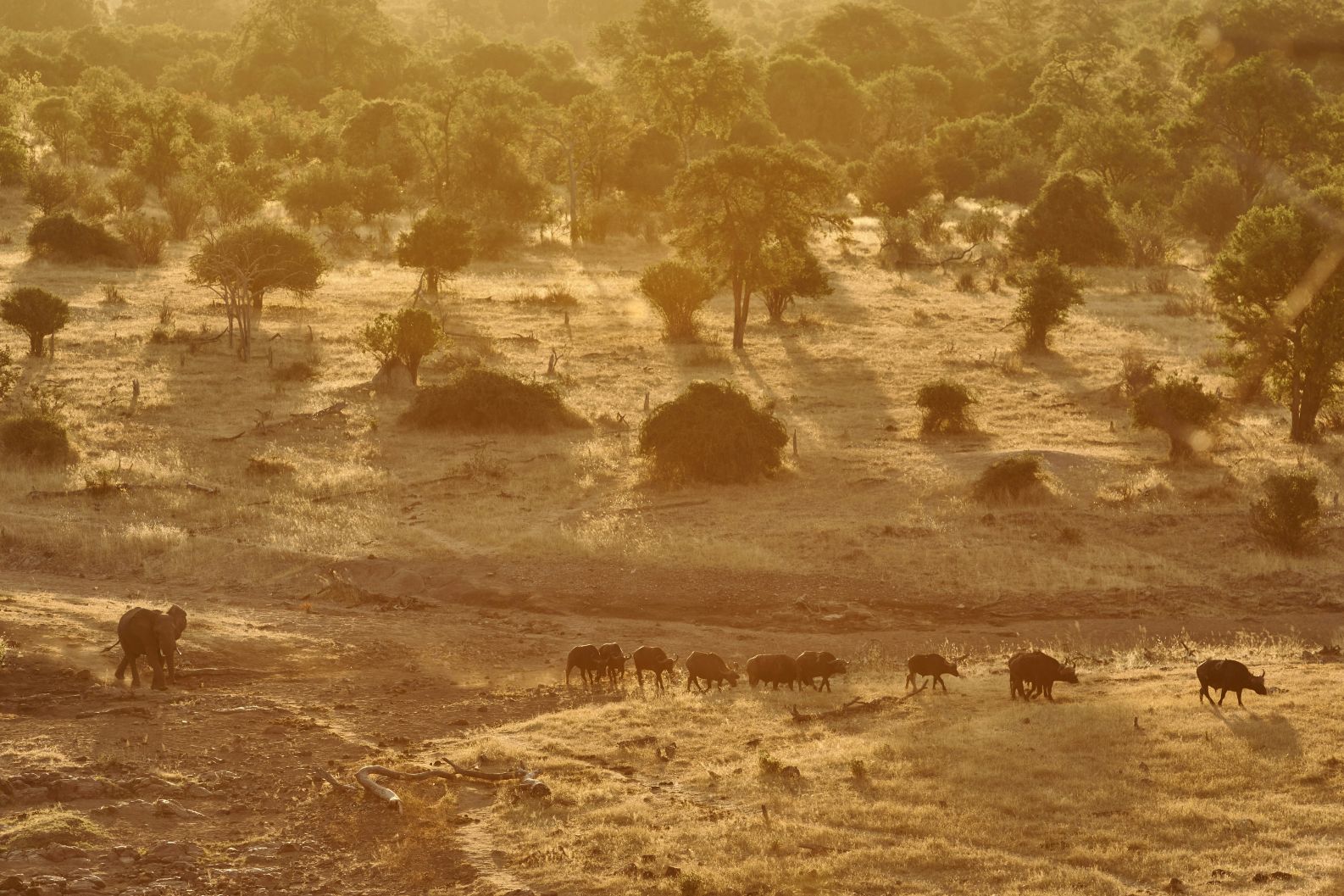 Zimbabwe travel tips for an authentic safari off the beaten track; an elephant and hero of buffalo walk in the savanna of Gonarezhou National Park