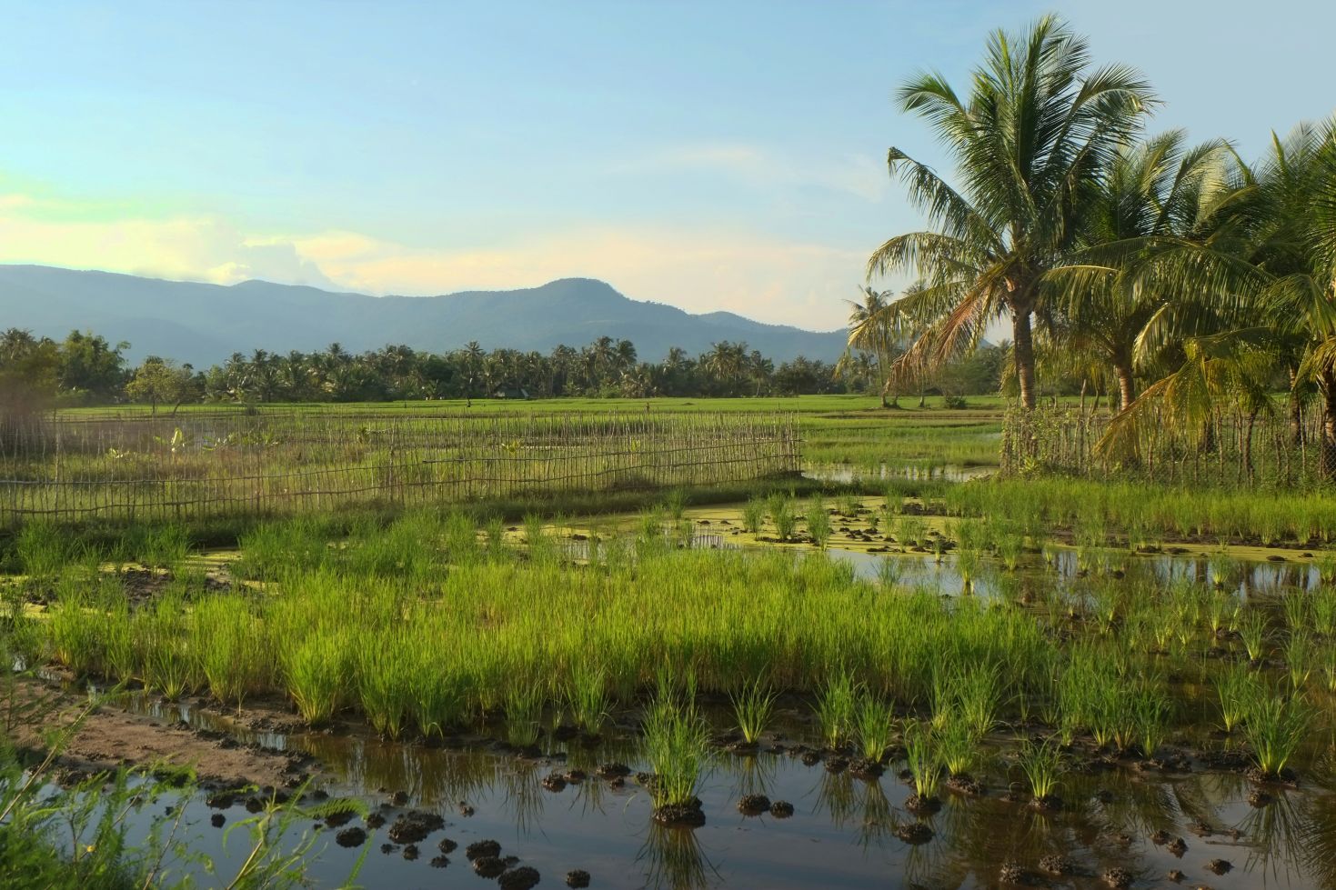 Rice paddy field in Kampot, Cambodia