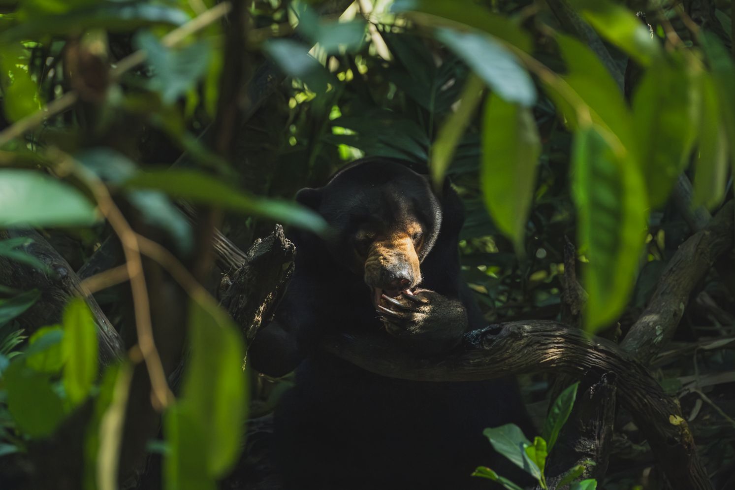 Unique things to do in Borneo: visit the sun bear conservation center within the Tabin Wildlife Reserve