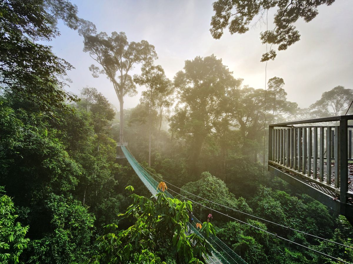 Canopy suspension bridge in the lush Danum Valley at sunrise, Borneo