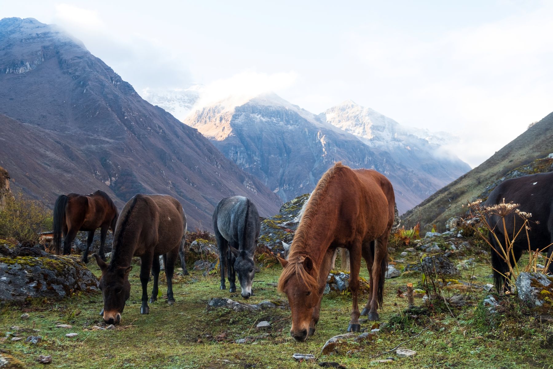 Trekking in Bhutan: horses grazing at the basecamp of the sacred mountain Jomolhari