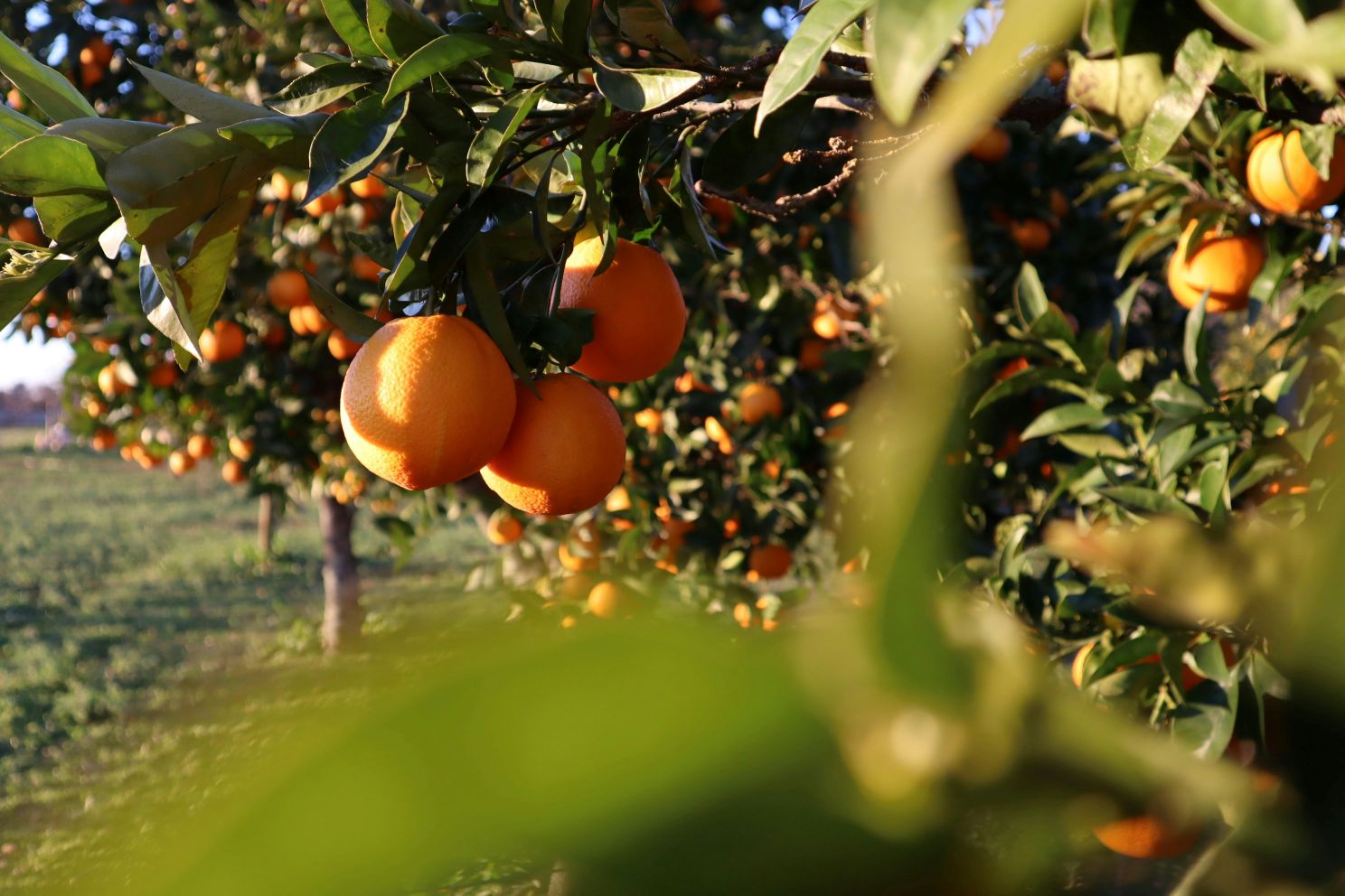 Orange trees in sunshine in Portugal's Alentejo; Iberian Peninsula and Spain travel tips
