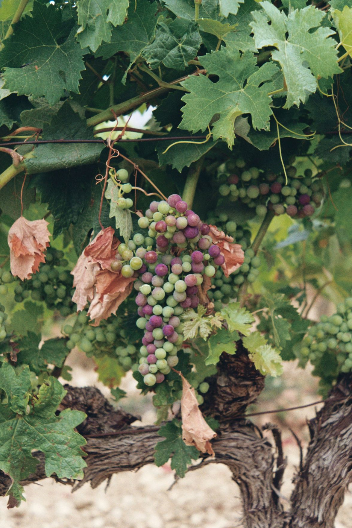 Exploring vineyards and tasting wine in Spain's La Rioja is one of the best Iberian Peninsula experiences