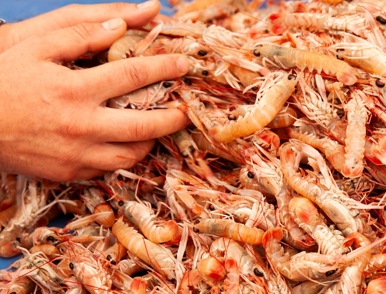 Hands holding fresh prawns at a seafood market in Split