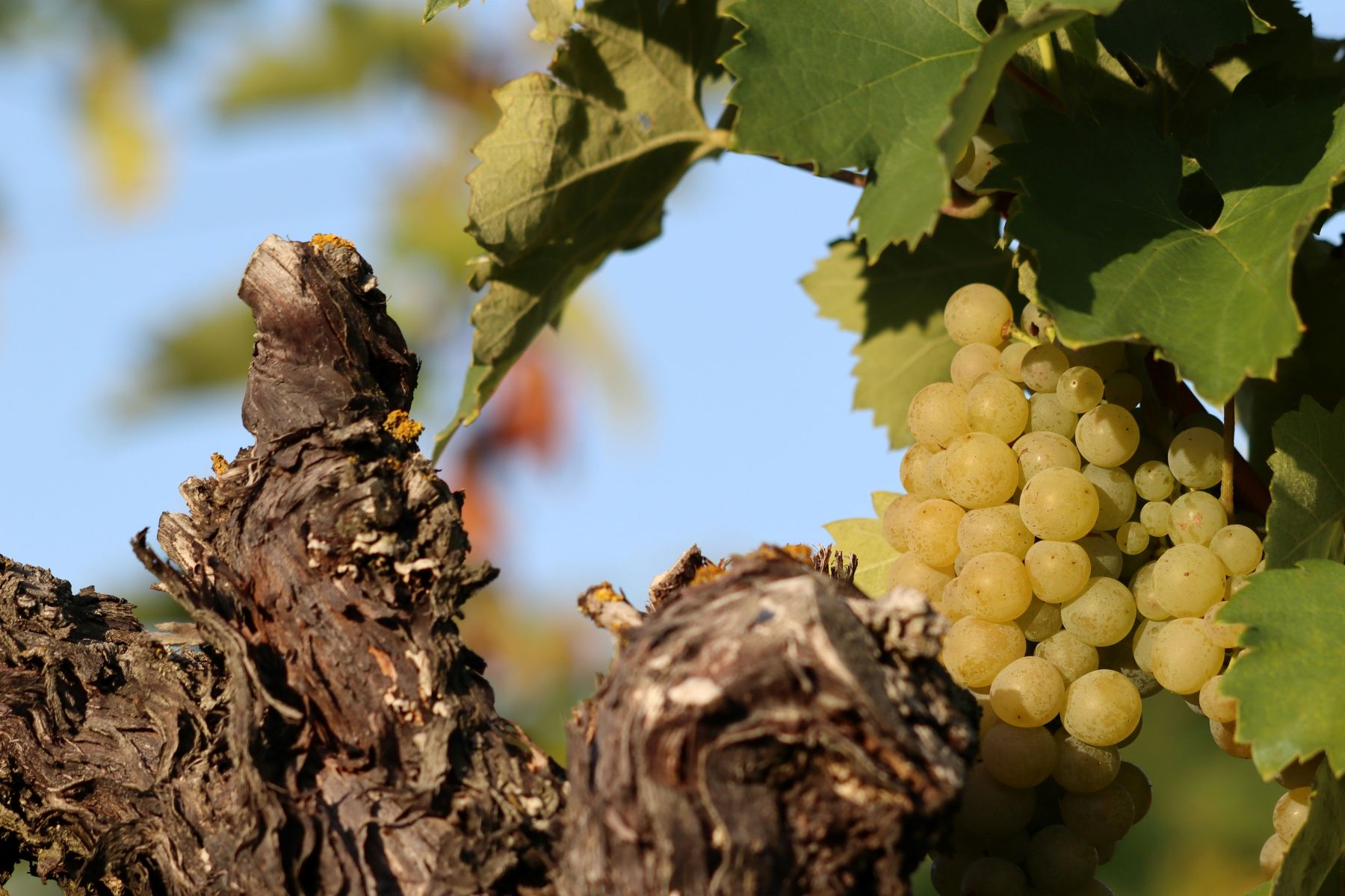 Early sunset on green grapes in a vineyard in Croatia