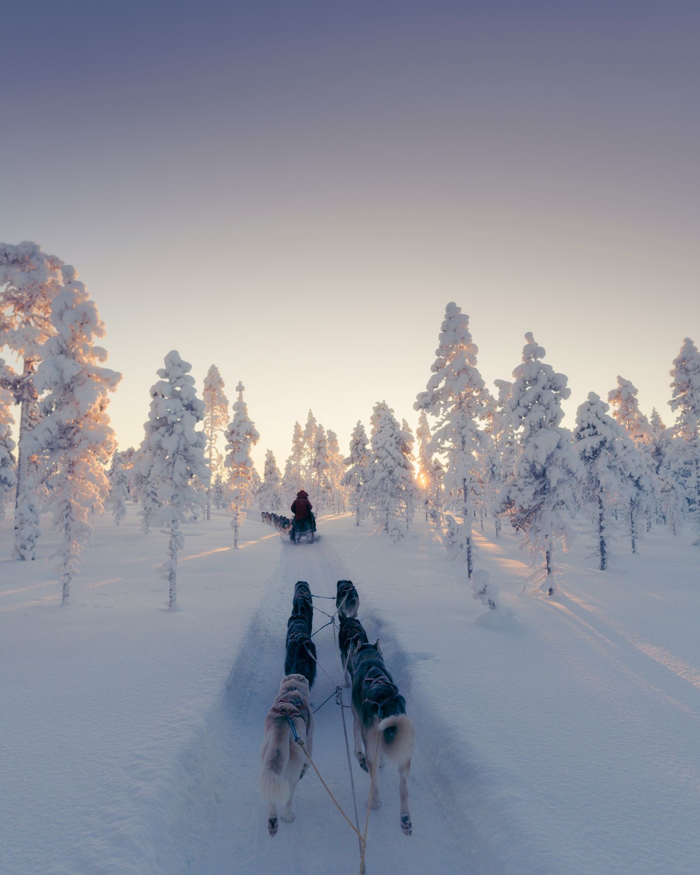 A person dogsledding through a snowy landscape in Swedish Lapland