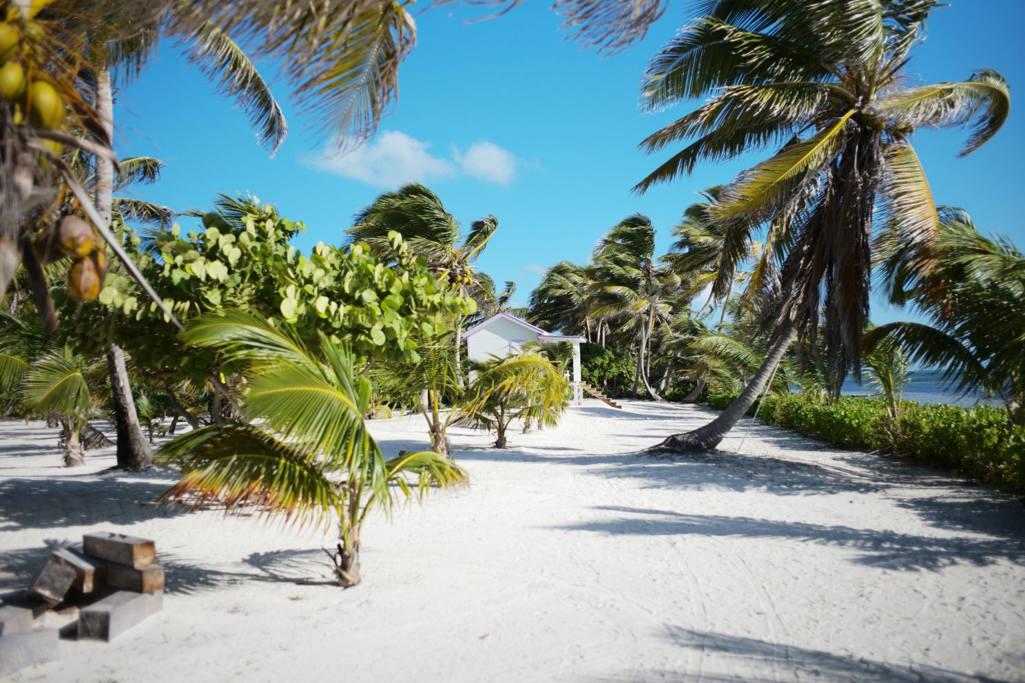A coconut grove tucked away on Ambergris Caye in Belize
