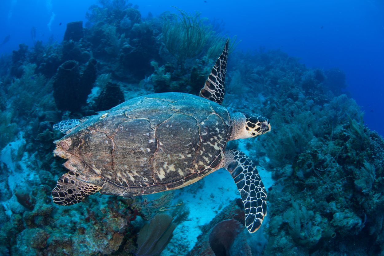 Hawksbill turtle swims over a healthy coral reef off the coast of Belize