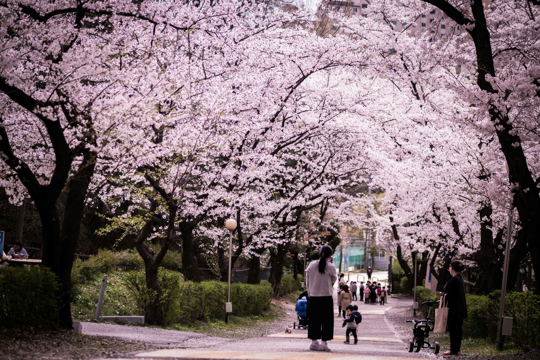 South Korea's Anyang during cherry blossom season