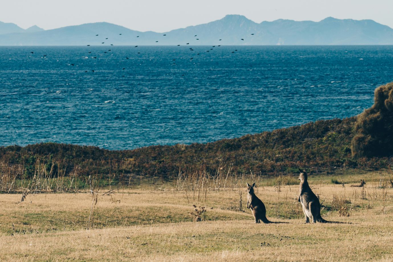 Kangaroos on Maria Island, Tasmania, Australia