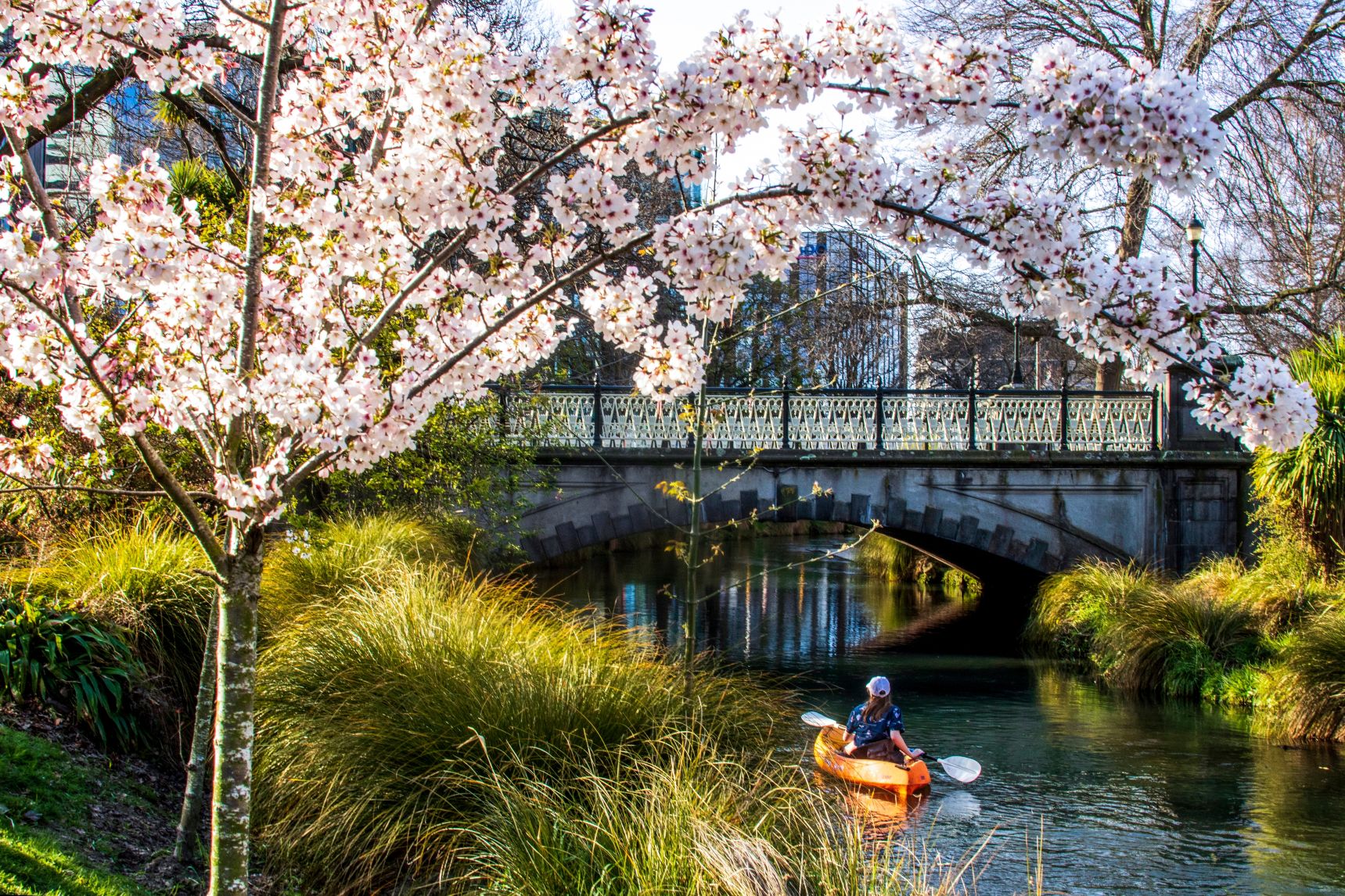 Cherry blossoms in bloom along the Avon River in Christchurch, New Zealand, in spring - one of the best times to visit New Zealand