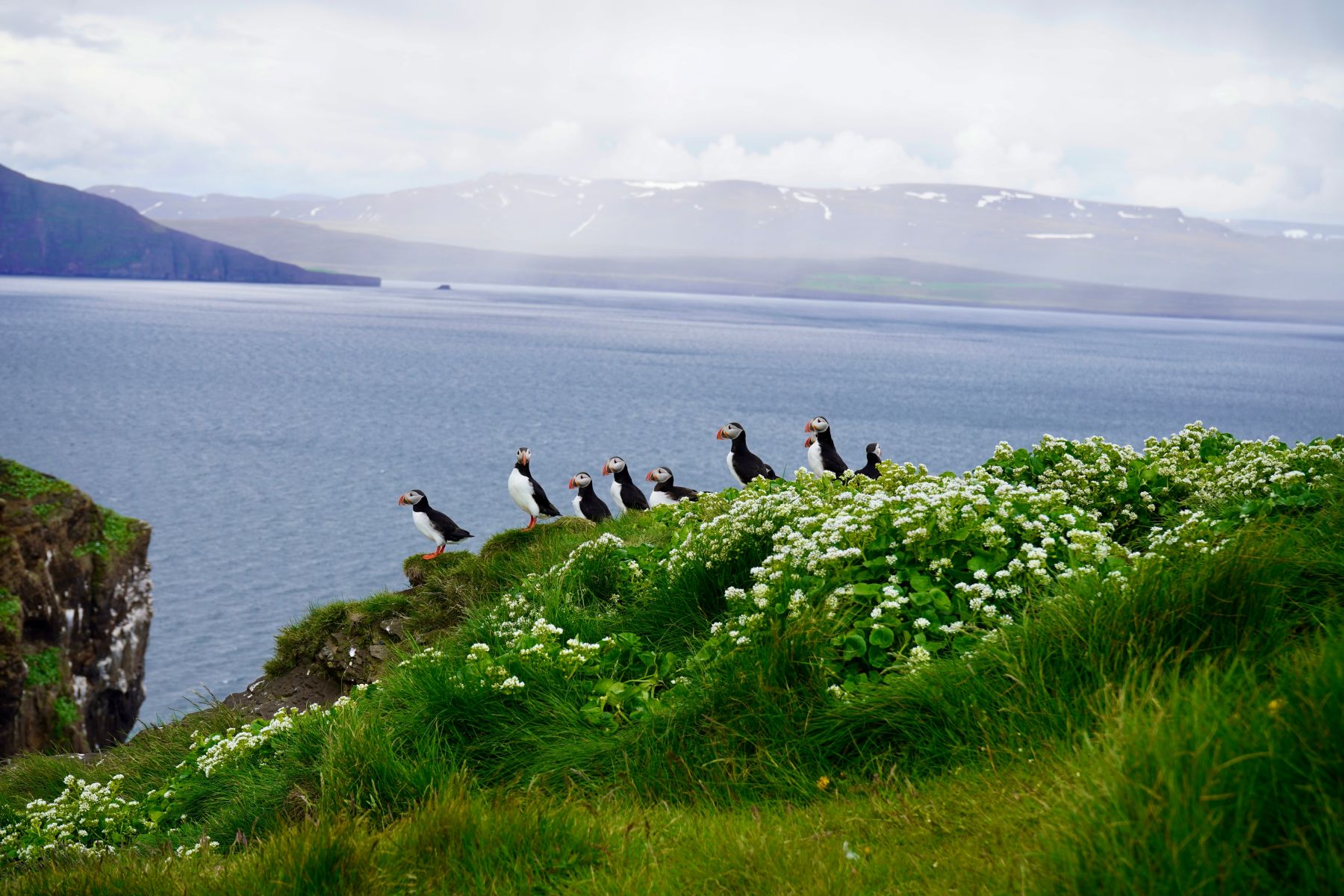 Puffins perched on a green cliff on Drangey Island